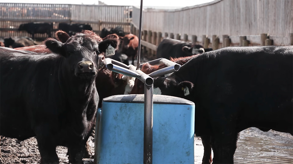 beef cattle drink from a water tank in feedlot in antibiotic resistance study