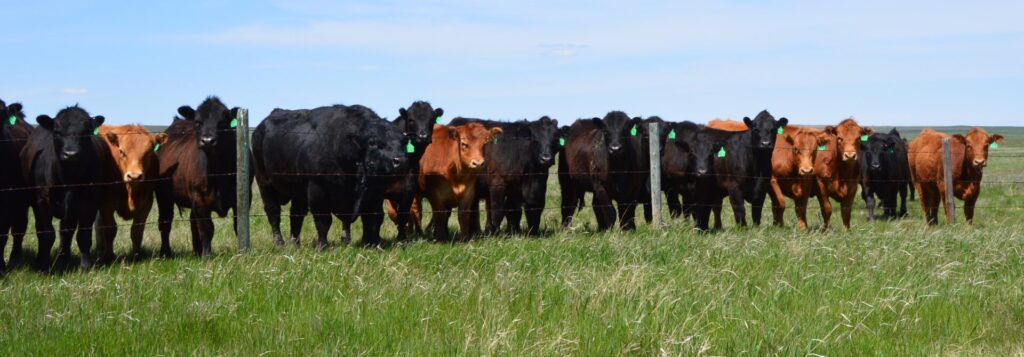 bull and heifers behind fenceline
