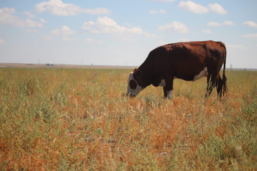 Cow grazing fall salvaged lentils