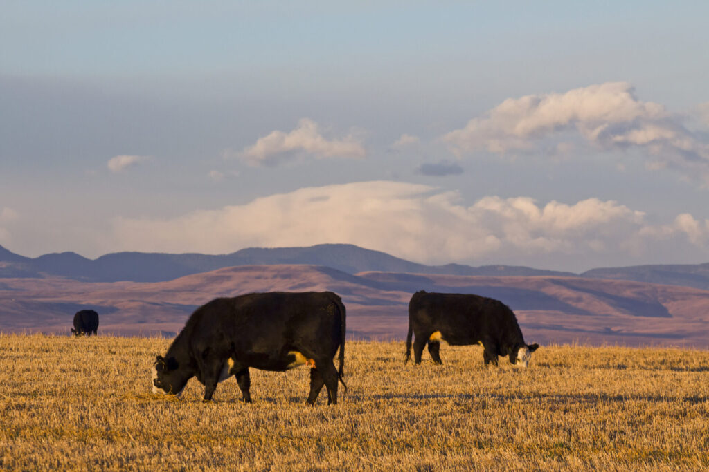 beef cattle grazing fall stubble against purple foothills