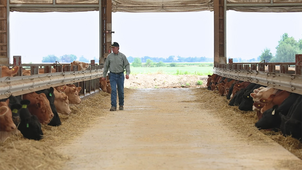 beef producer walking along feed bunk with cattle
