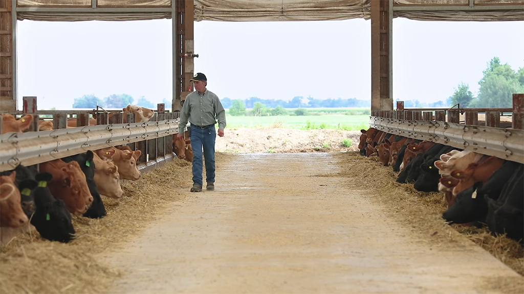 beef producer walking along feed bunk with cattle 
