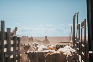 beef producers round up cattle in drought
