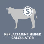 beef cattle research council replacement heifer calculator