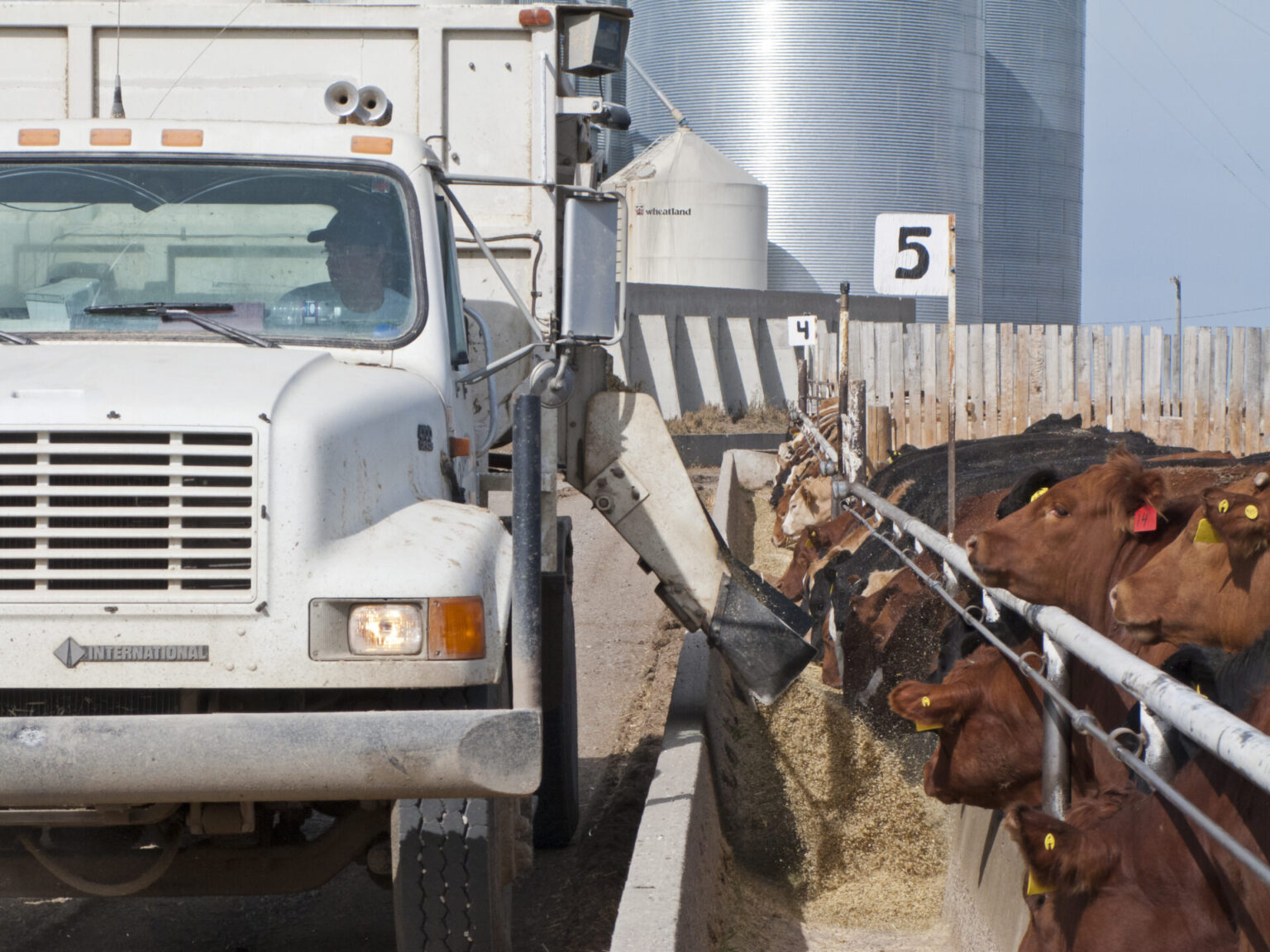 Evolution in Cattle Feeding, Management and Consumer Demand BeefResearch.ca
