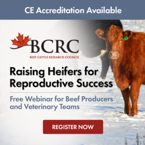 BCRC Beef Webinar: Raising Heifers for Reproductive Success