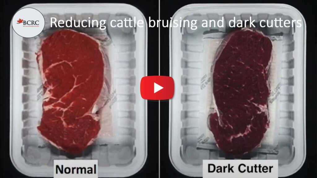 dark cutter beef video
