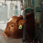 cow in squeeze chute head gate