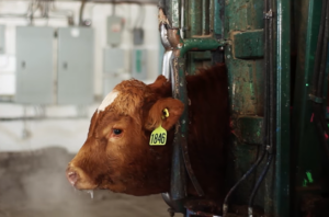 cow in squeeze chute head gate