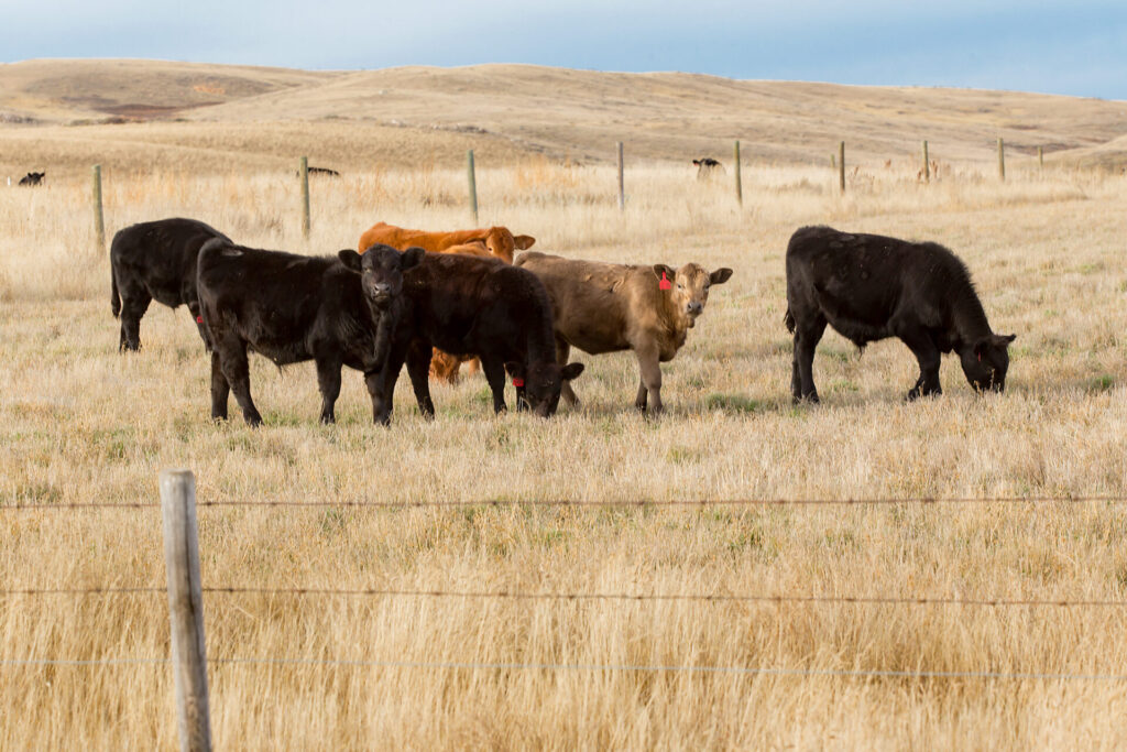 mixed steers on fall pasture behind fence