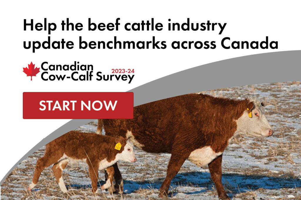 Help the beef cattle industry update production benchmarks across Canada. Take the 2023-2024 Canadian Cow-Calf Survey