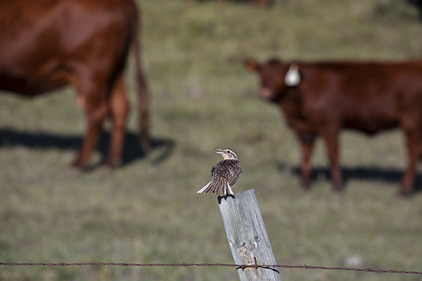 songbird on fencepost with beef cattle in the background