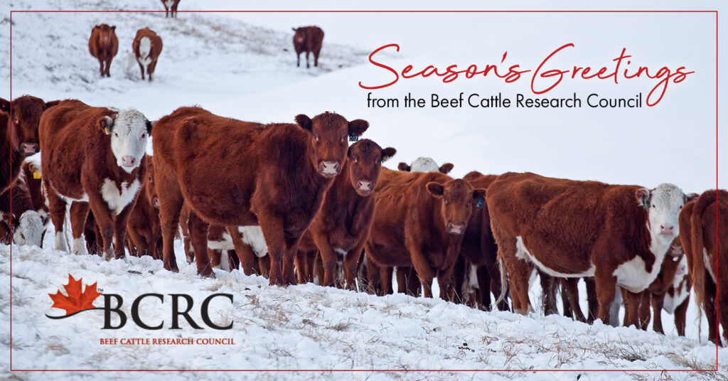 Season's greetings from the Beef Cattle Research Cattle: red and white cows on snow