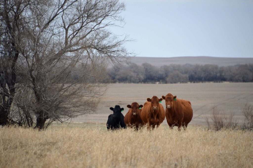 cows grazing canola