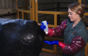 Dr. Carling Matejka demonstrates proper PPE use during calving to avoid the spread of zoonotic pathogens.