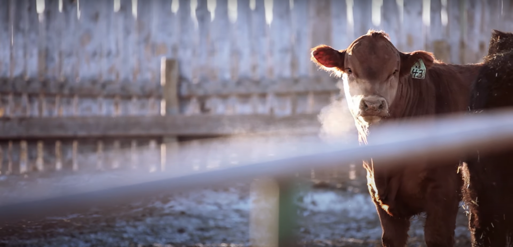 beef cattle in feedlot in winter