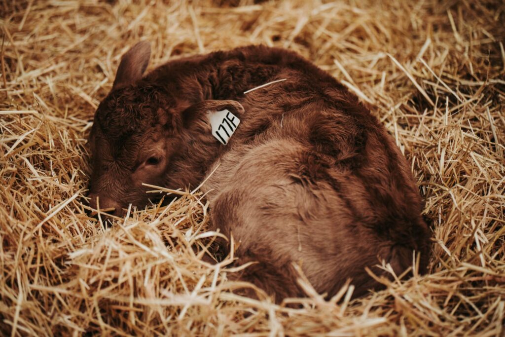 newborn beef calf in straw