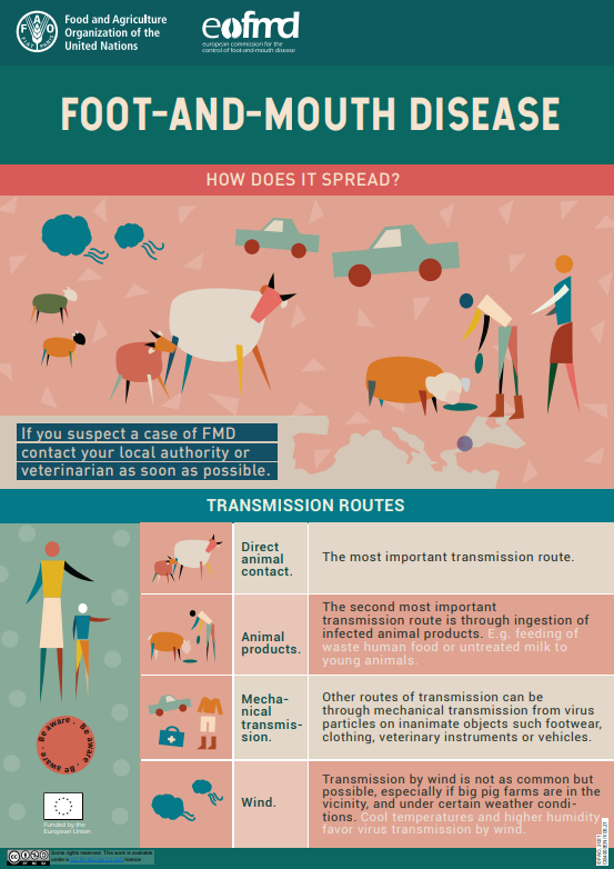 foot-and-mouth disease transmission routes - how does it spread?