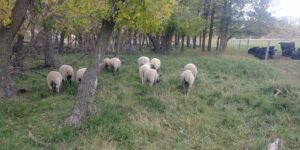 sheep forest grazing