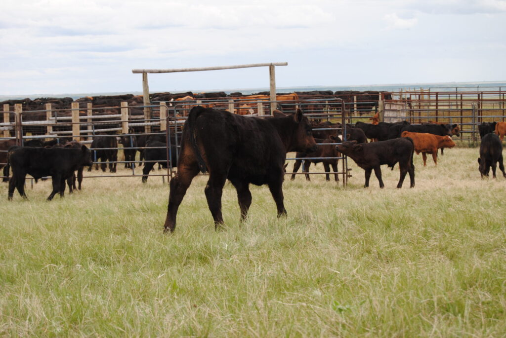 beef calves outside lot