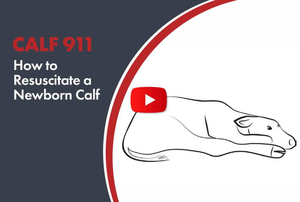 how to resuscitate a newborn calf