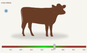 Beef cow body condition score 3.5