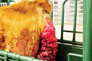 uterine prolapse in a beef cow