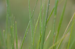 forage research on wheatgrass