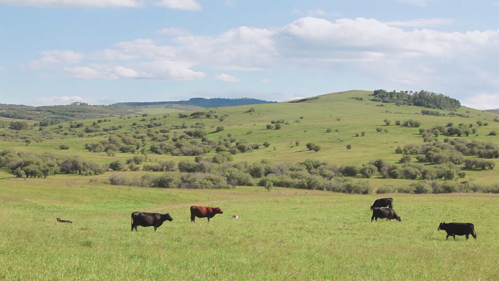 black and red cows on green pasture