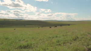 beef cattle on grasslands