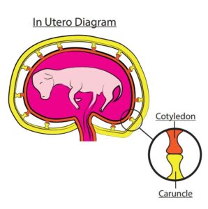 placenta structure in a beef cow