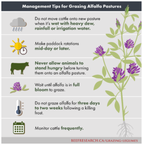 management tips for grazing alfalfa