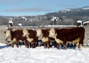 Hereford replacement heifers on Copper-T Ranch in British Columbia