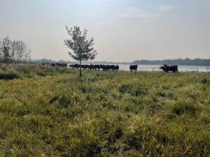 beef cattle in pasture with water