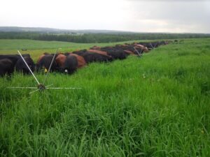 tumblewheel fence for rotational grazing livestock