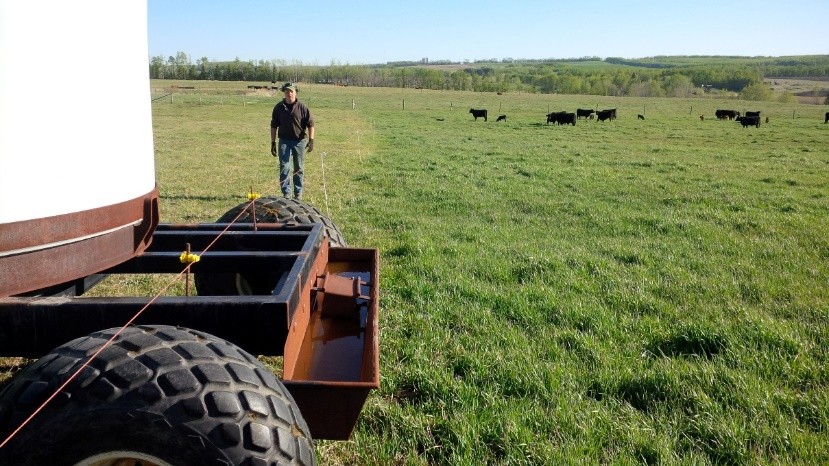 rotational grazing in Alberta