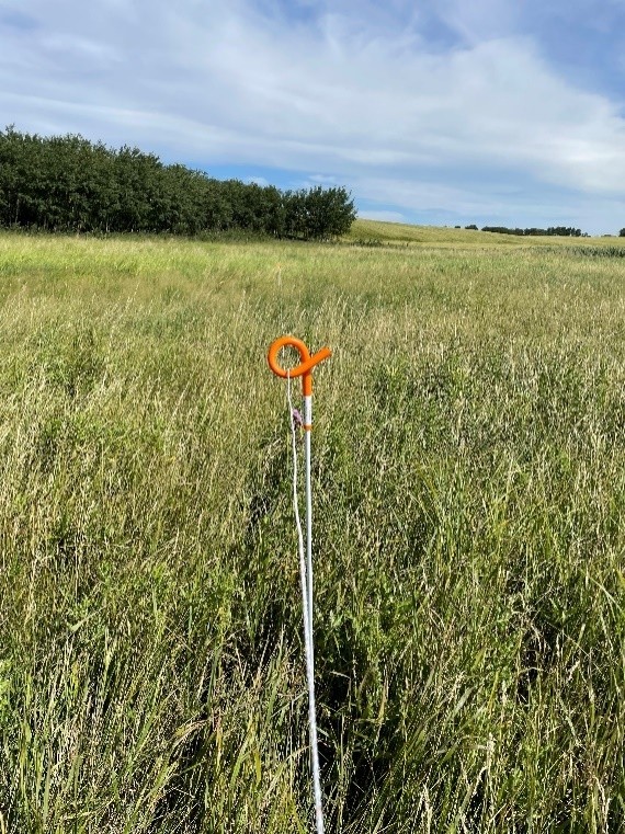 rotational grazing paddock for cattle