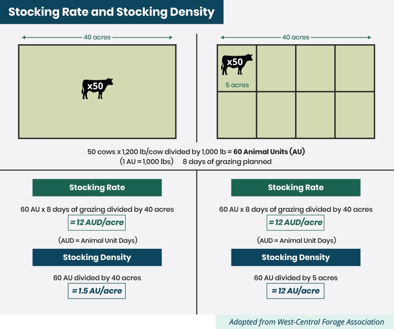 stocking rate and stocking density for beef cattle