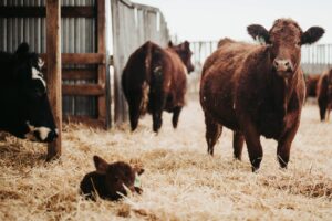 beef cows and new calf on straw