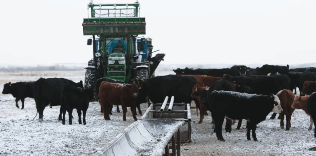 beef cattle producer feeding silage in troughs in winter