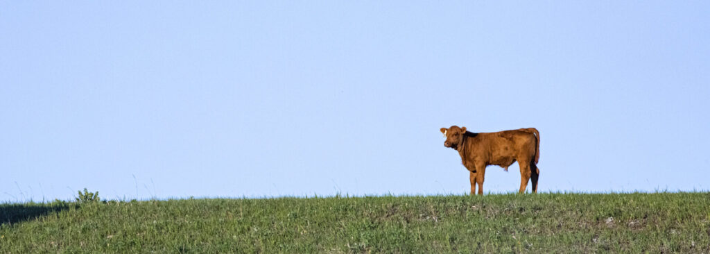 lone red bull calf on the hill