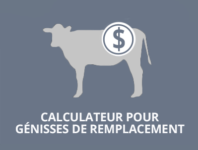 Calculateur pour génisses de remplacement 