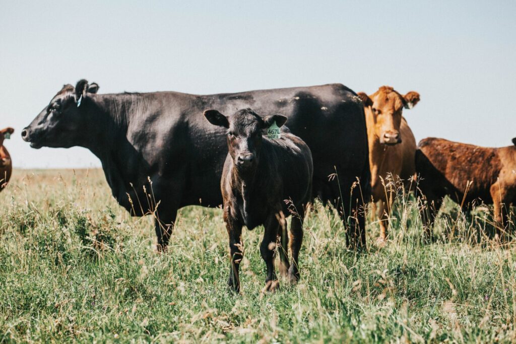 black cows and calves in background on green pasture

