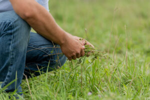 beef producer checking forage in pasture