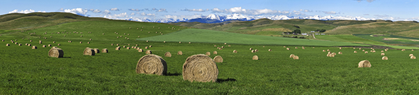 round hay bales on green grass