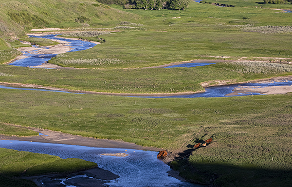 Canadian wetlands on pasture land and beef cattle