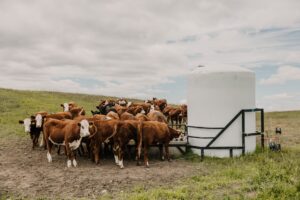 beef cattle drinking from stock water system