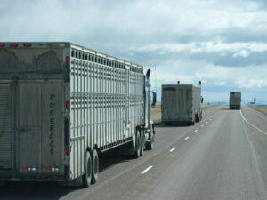 cattle transport trucks on highway