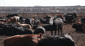 feedlot cattle