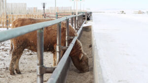 charolais yearling eating at feedlot bunk in winter